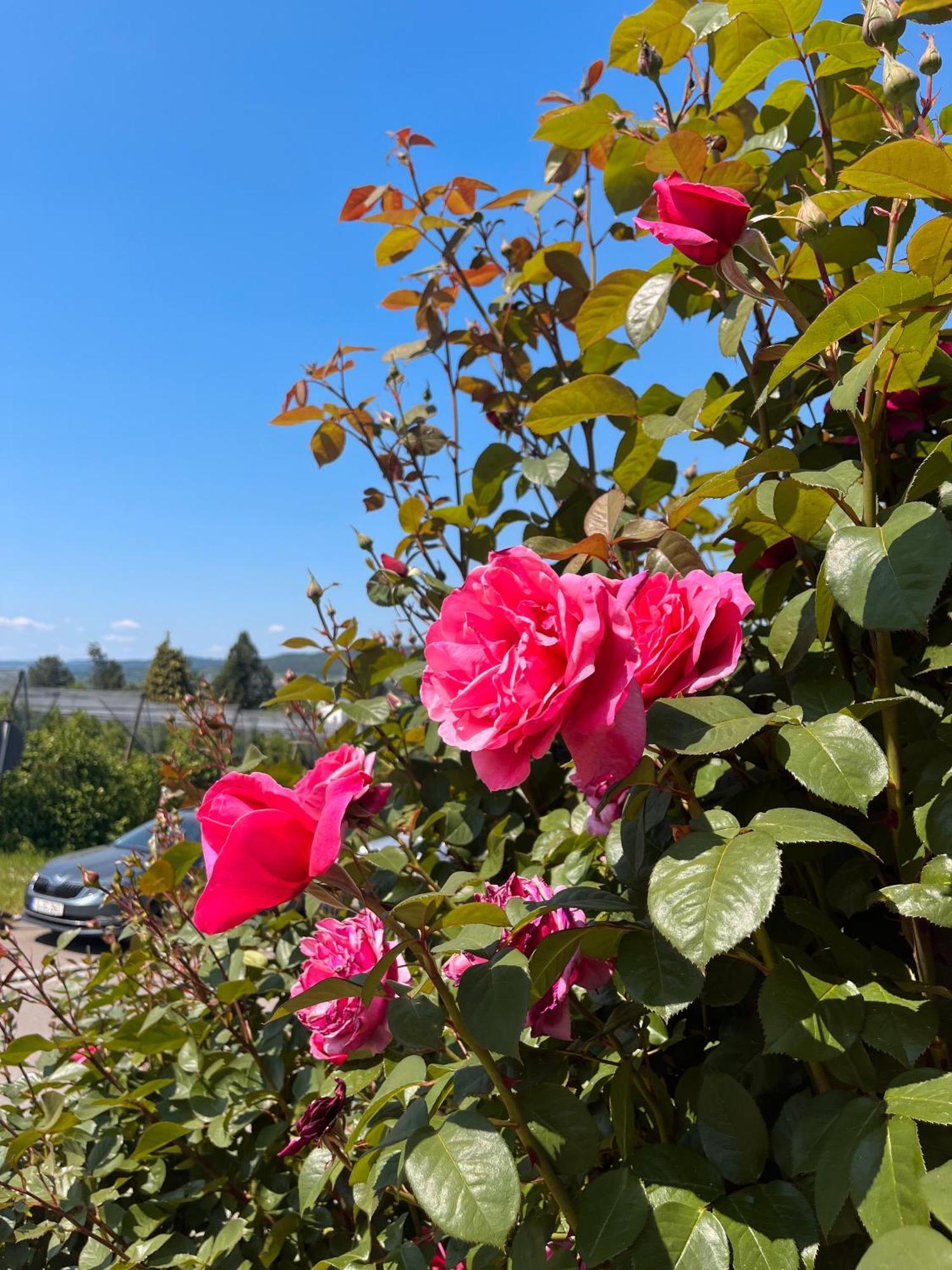 Ferienwohnungen Im Rosengarten Bodman-Ludwigshafen Ngoại thất bức ảnh