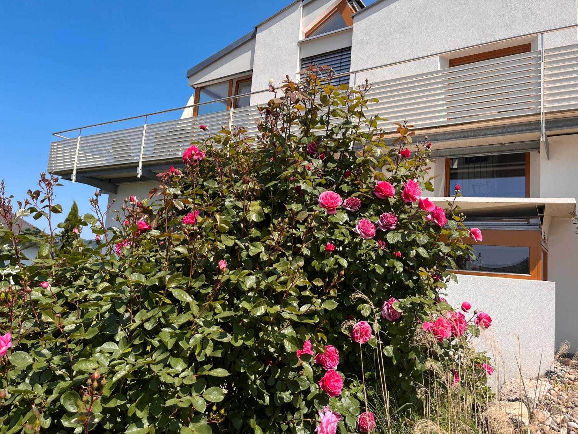Ferienwohnungen Im Rosengarten Bodman-Ludwigshafen Ngoại thất bức ảnh